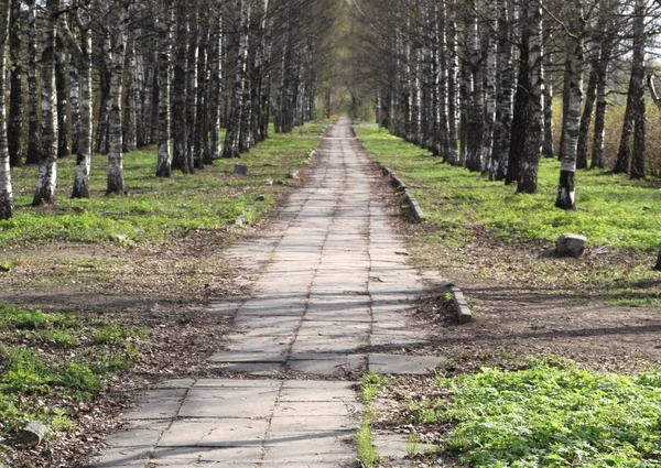 Vår i stadsparken — Stockfoto