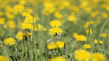 Bahar günü karahindiba