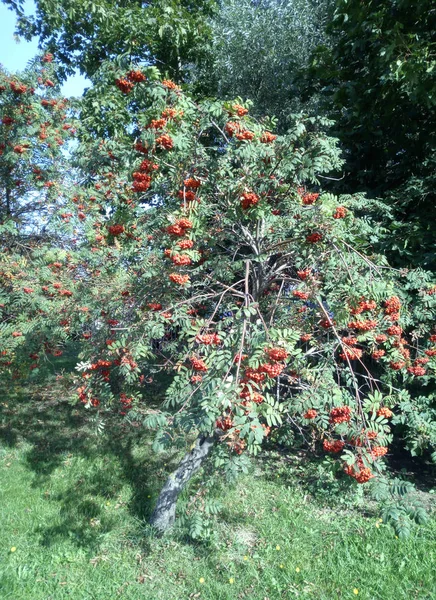 Ashberry à la journée sèche ensoleillée — Photo