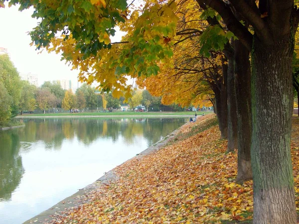 Maple alley at dry day — Stock Photo, Image