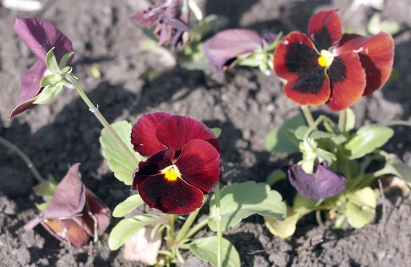 Red Viola at Spring — Stock Photo, Image