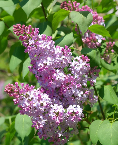 Lilac at Spring day Stock Picture