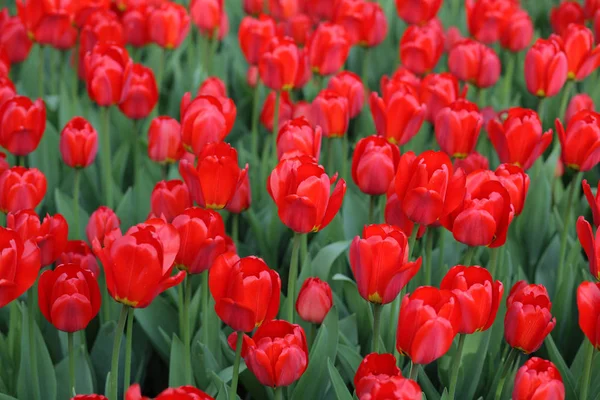 Red tulip at spring — Stock Photo, Image