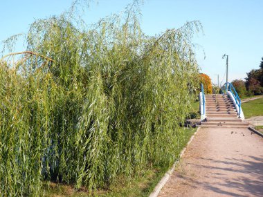 gölet üzerinde köprü