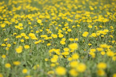 Bahar günü karahindiba