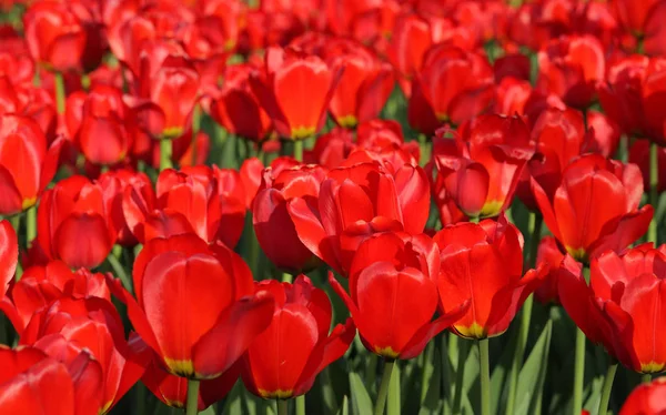 Red tulip at spring — Stock Photo, Image