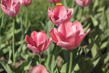 Baharda Kırmızı Lale