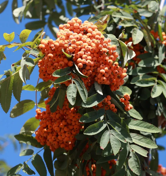 Ashberry at dry sunny day — Stock Photo, Image