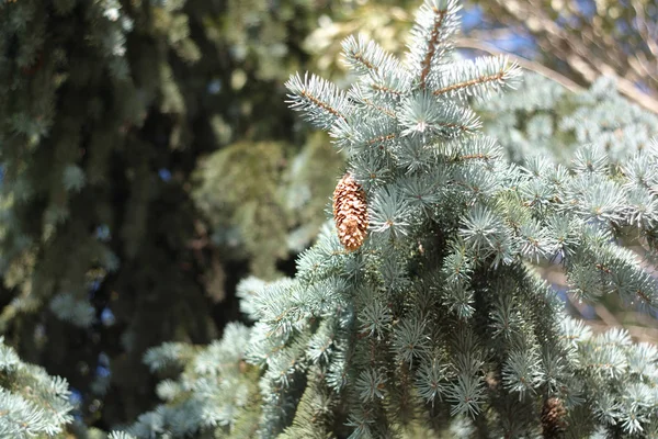 Fir tree at day — Stock Photo, Image