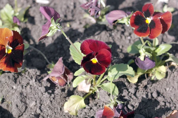 Red Viola at Spring — Stock Photo, Image