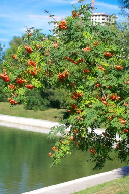 Kuru ve güneşli bir günde Ashberry