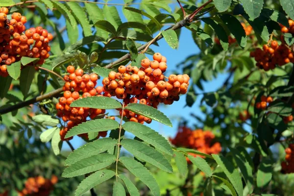 Ashberry op droge zonnige dag — Stockfoto