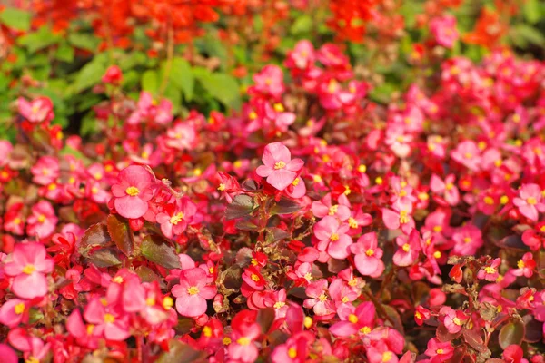 Flores rojas por el día — Foto de Stock