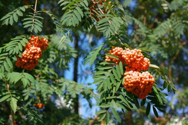 Kuru ve güneşli bir günde Ashberry