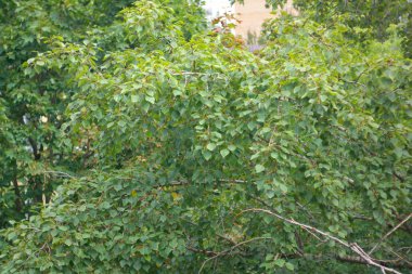 Kuru gün yeşil yapraklar