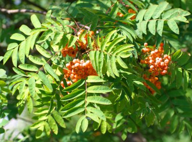 Kuru ve güneşli yaz gününde Ashberry