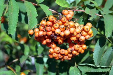 Kuru ve güneşli bir günde Ashberry 
