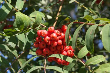 Kuru ve güneşli bir günde Ashberry 