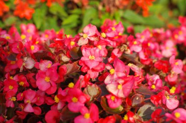 Kuru gün kırmızı küçük çiçekler