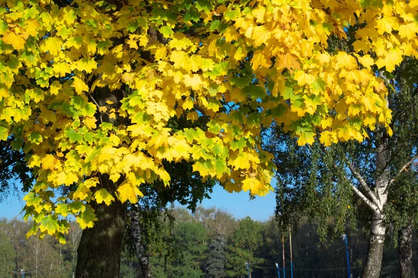 Žluté javorové listy na stromě — Stock fotografie