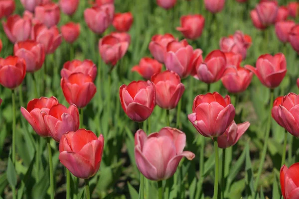 Red Tulip at Spring — Stock Photo, Image