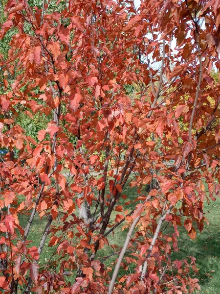 Roteichenblätter im Herbst — Stockfoto