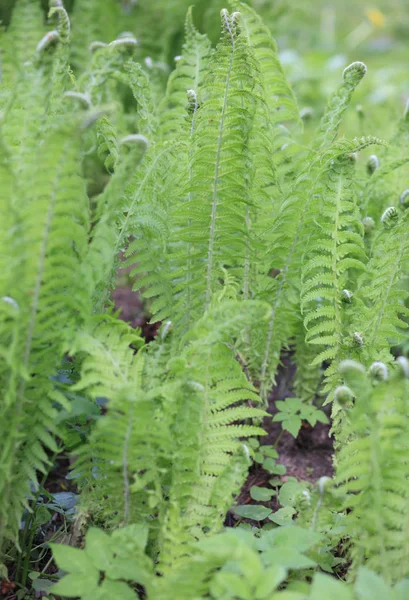 Helecho verde en el día — Foto de Stock