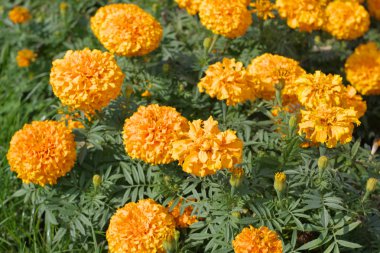 Kuru gün sarı çiçek