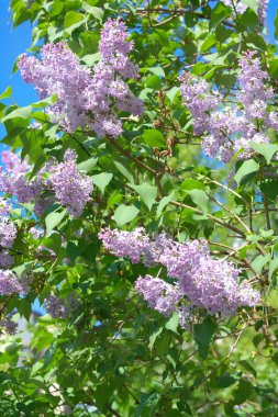 Leylak bahar kuru gün