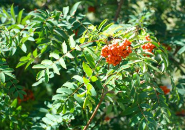 Kuru ve güneşli yaz gününde Ashberry