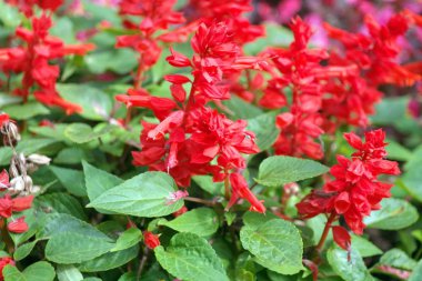 Kuru gün kırmızı küçük çiçekler