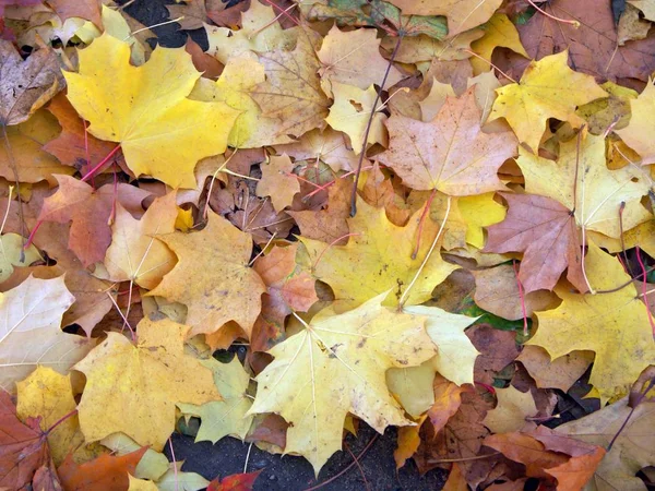 Maple leafs op aarde — Stockfoto