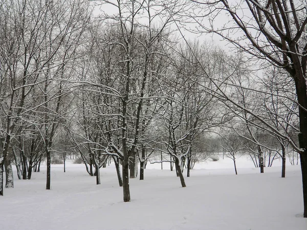 After snowfall  at dry day — Stock Photo, Image