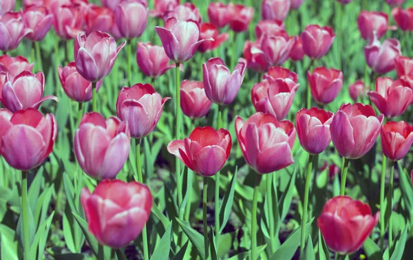 Červený tulipán na jaře — Stock fotografie