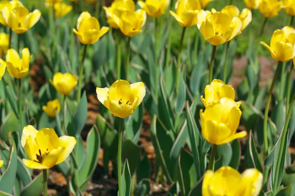 Tulipan żółty wiosną — Zdjęcie stockowe
