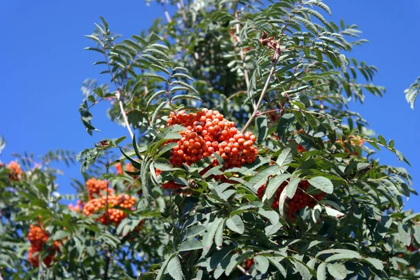 Ashberry at dry sunny day — Stock Photo, Image