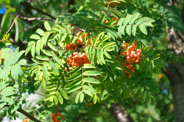 Ashberry à sec ensoleillé journée d'été — Photo