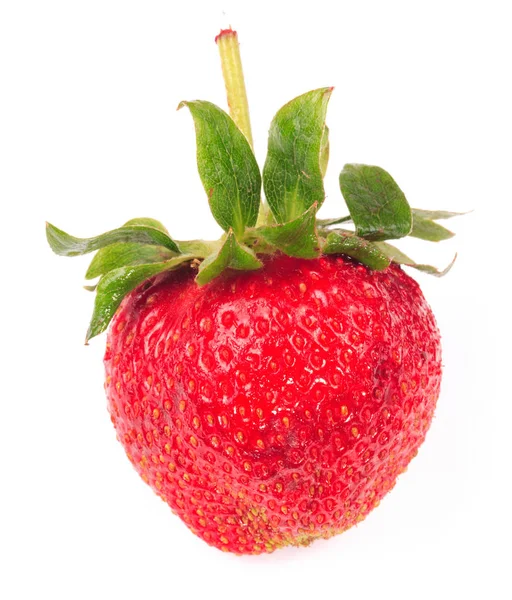 Jedna surowa czerwona truskawka — Zdjęcie stockowe
