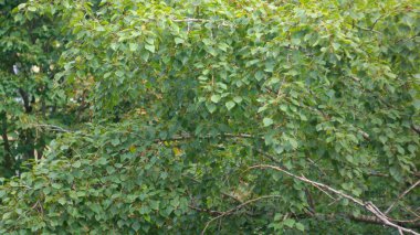 Kuru gün yeşil yapraklar