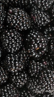 bir sürü BlackBerry