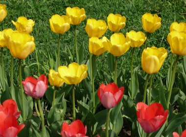 Bahar, kırmızı ve Sarı Lale