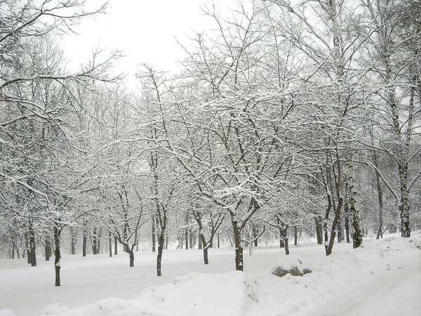 After snowfall at day — Stock Photo, Image