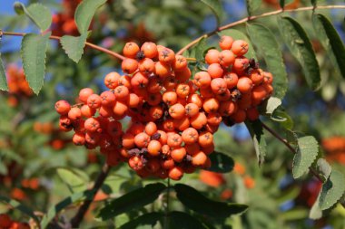 Kuru ve güneşli bir günde Ashberry 