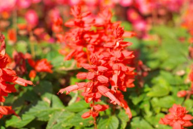 gün kırmızı küçük çiçekler