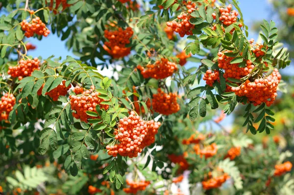 Ashberry v suchý slunečný den — Stock fotografie