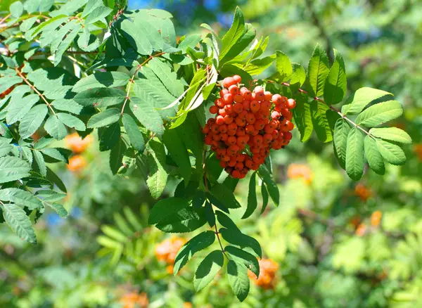 Ashberry σε ξηρά ηλιόλουστη μέρα του καλοκαιριού — Φωτογραφία Αρχείου