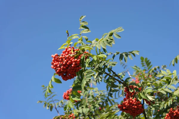 Ashberry no dia ensolarado seco — Fotografia de Stock