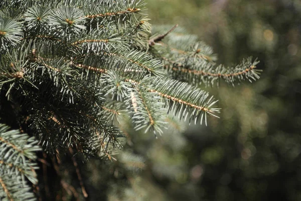 Dennenboom op dag — Stockfoto