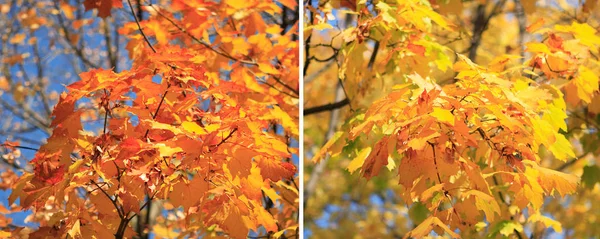 yellow leafs on tree , gold fall