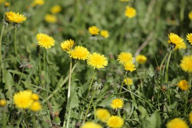 Bahar günü karahindiba